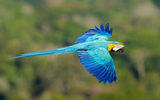 Nature and Wildlife in Brazil | South America Specialists™