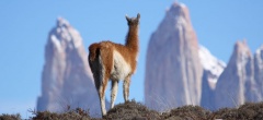 Awasi Patagonia - Wildlife