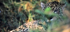 Barra Mansa - jaguar photo