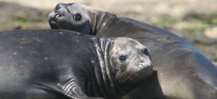 Faro Punta Delgada - Wildlife