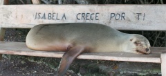 Isla Isabela Sea lion