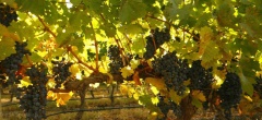 Mendoza and the Wine Region - Grapes