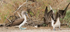 Blue-footed Boobies' courtship dance