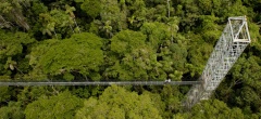Sacha Lodge - Canopy Bridge