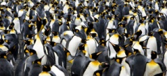 King penguin colony