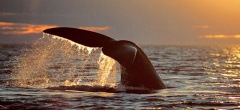 A wildlife bonanza - Whale fluke