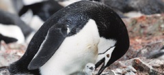 Chinstrap penguin and chick