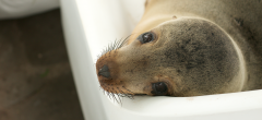 Galapagos Sea Lion