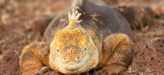 Galapagos Iguana