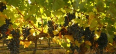 Mendoza and the Wine Region - Grapes