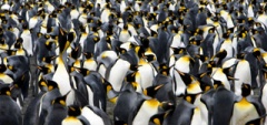 King penguin colony