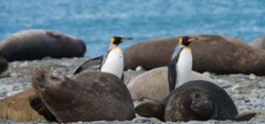 Elephant seals and penguins on the beach