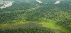 The Amazon