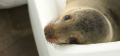 Galapagos Sea Lion