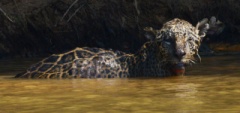 Jaguar in the river