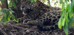 Jaguar in the Pantanal