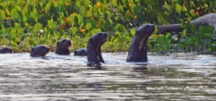 Giant otters