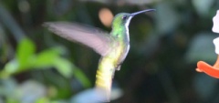 Humming bird