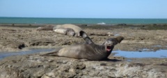 Peninsula Valdes elephant seal