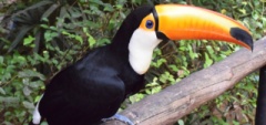 Janice and Charles - toucan