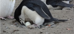 Chinstrap penguins