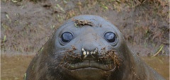 Inquisitive Seal