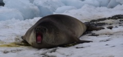 Seals on the ice