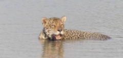 Jaguar in the river