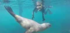 João and Petra swimming with seals