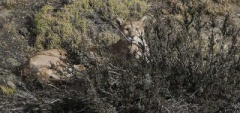 Puma - Torres del Paine