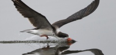 Black Skimmer - Valparaíso