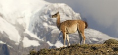 Guanaco - Torres del Paine