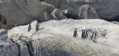 Humboldt Penguins - Valparaiso