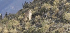 Puma spotting - Torres del Paine