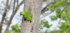 Macaw