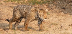 Jaguar in the Pantanal