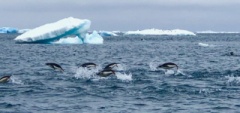 Penguins-at-sea