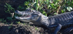 Janice and Charles - Esteros del Ibera Caiman