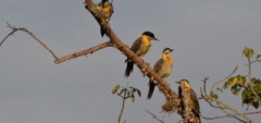 Janice and Charles - Esteros del Ibera Woodpeckers