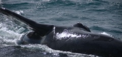 Whale watching Peninsula Valdés