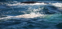 Whale watching Peninsula Valdés