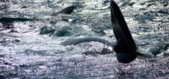 Whale watching Peninsula Valdés