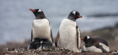 How much does an Antarctica cruise cost?