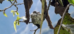 Hummingbird nest at Machu Picchu