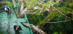 Napo Cultural Center - Treetop observation deck