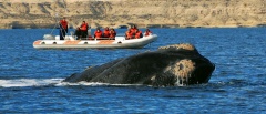 The Peninsula Valdes - whale watching