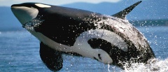 The Peninsula Valdes - killer whale