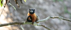 Golden-mantled tamarin monkey