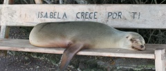 Isla Isabela Sea lion