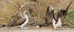 Blue-footed Boobies' courtship dance